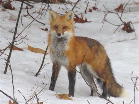 Scores And Outdoors Red Fox Population Growing In Our Area The Town
