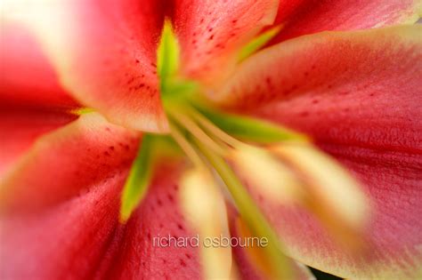 Richard Osbourne Photography Flower Closeups
