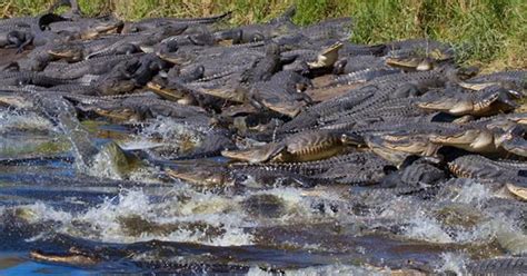 Browse through to learn how many points certain driving offenses tally. Dozens of alligators flock to 134-foot-deep sinkhole in ...