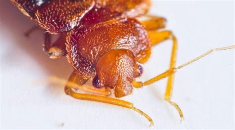 How Do You Get Bed Bugs Bed Bug Causes Terminix Canada