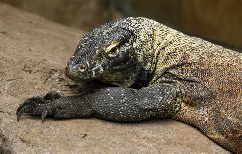 Reptiles Once Ruled Australia Their Loss Led To A Disaster