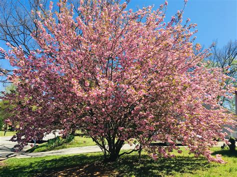 I don't know if it's the same. Pink flower tree - 2020