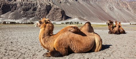 Silhouette of caravan travellers riding camels nubra valley ladakh ,india. Exclusive Travel Tips for Nubra Valley in Himalayas