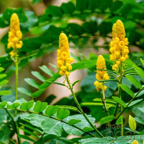 Philippine Herbal Plants And Their Uses Akapulko