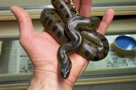 Green Anaconda Reptiles For Sale Pittsburgh Pa 311665