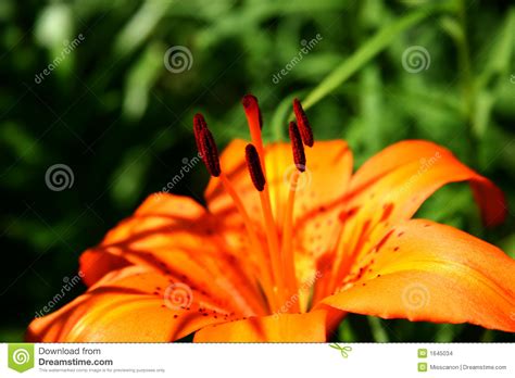 Orange Lily Fire Lily And Tiger Lily Lilium Bulbiferum Or Feuerlilie