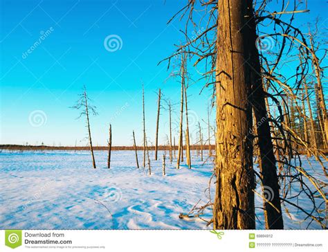 Winter Landscape At Sunset In Forest With A Dry Old Cedar