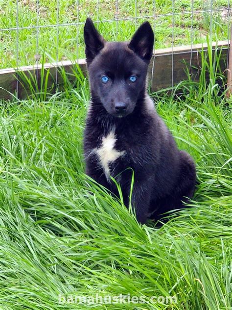 All Black Husky Puppies