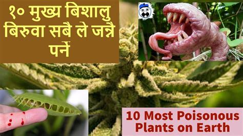 10 Most Poisonous Plants On Earth Youtube