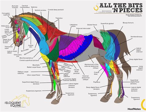 Continue To Expand Your Knowledge Of Equine Anatomy By Diving Under The