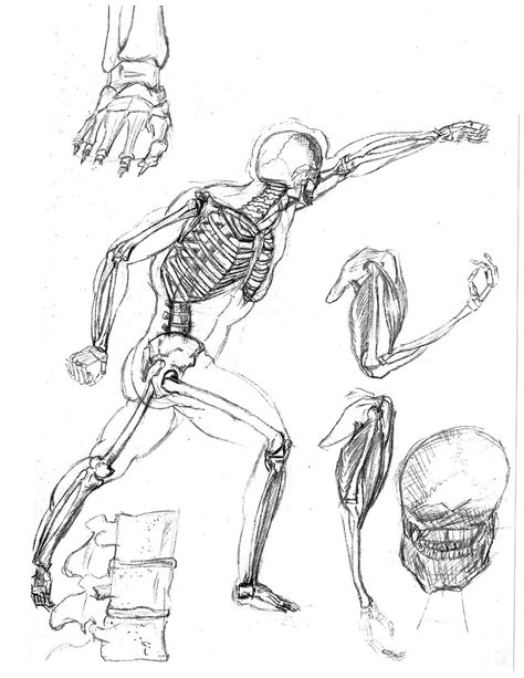 Human Skeletal System Drawing At Getdrawings Free Download
