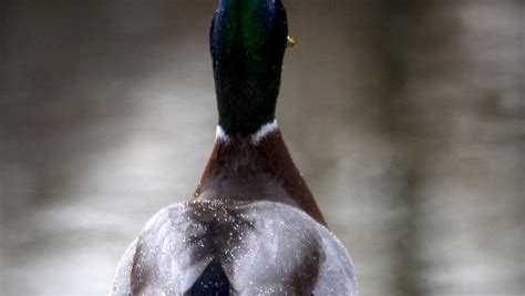 Seven Things You Never Knew About The Sex Lives Of Mallard Ducks