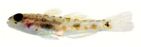 New Species Of Deep Sea Goby Discovered Practical