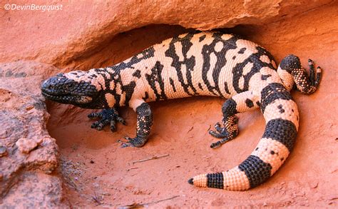 6 Awesome Facts You Didnt Know About Gila Monsters