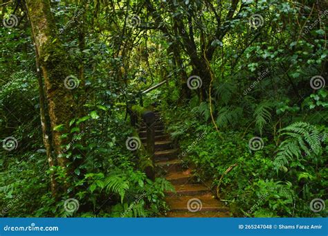 Secluded Green Deciduous And Indigenous Forest Walkway To Lone Creek