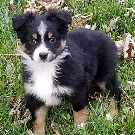 Deposit will then be refunded or rolled to the next litter or available puppy. Puppies for sale - Miniature Australian Shepherd ...