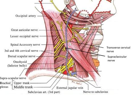Arteries Of The Neck