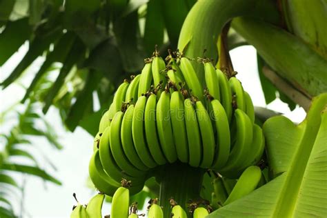 Bunch Of Bananas Stock Image Image Of Bunch Diet Mature 27398493