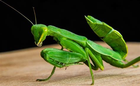 The Praying Mantis Spirit Animal Ultimate Guide Meanings And Symbolism
