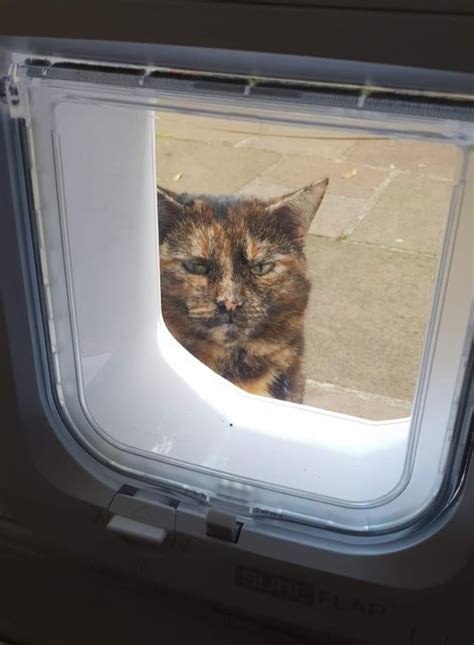 Neighbours Cat Doesnt Seem Too Happy About Our New Microchip Cat Flap Keeping Her From