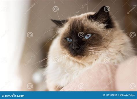 Beautifull Long Haired Ragdoll Cat With Blue Eyes Lying On The Sofa