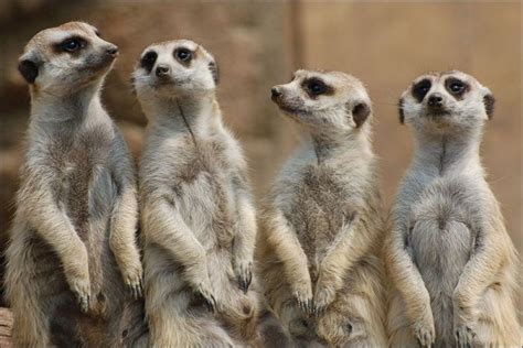 17 Best Images About Meerkats On Pinterest Cutest Baby