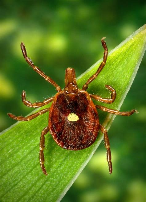 Lone Star Ticks Do Not Transmit The Lyme Bacteria Entomologist