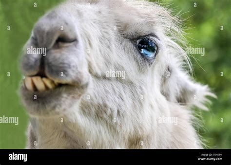 Funny Alpaca Face Llama Head Portrait Stock Photo Alamy