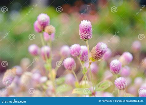 Globe Amaranth Flower With Selective Focus And Blurred Background Stock