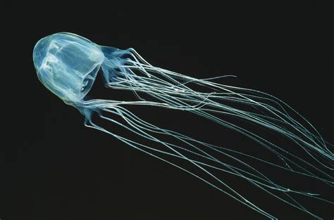 Box Jellyfish Size Habitat Venom And Facts Britannica