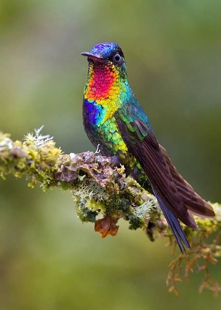 Top 10 Rare Colorful Birds Around The World Most Beautiful