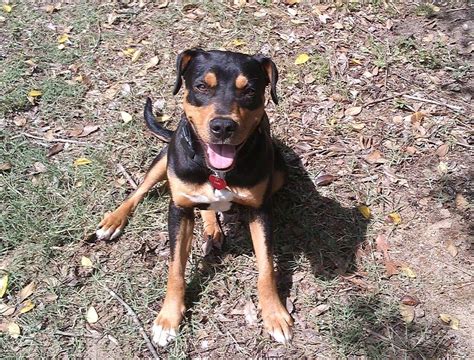 Check spelling or type a new query. Boxer Rottweiler Lab Mix | Rottweiler, Rottweiler puppies, Puppy mix