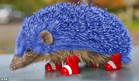 Blue Hedgehog Real Life
