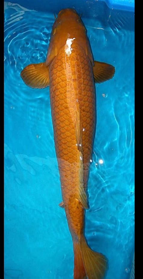 Chagoi | Fish pet, Goldfish, Animals