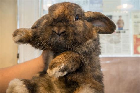 Netherland Dwarf Rabbit For Sale Singapore Lorina Byars