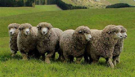 Types Of Sheep Breeds