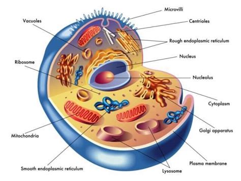 This is known as conjugation. Everything You Need to Know About Cell and Its Parts ...