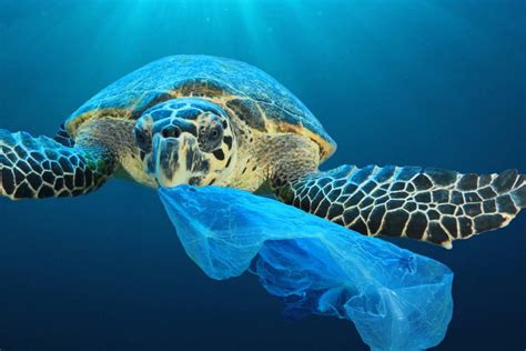 Panama Is The First Central American Country To Ban Single Use Plastic