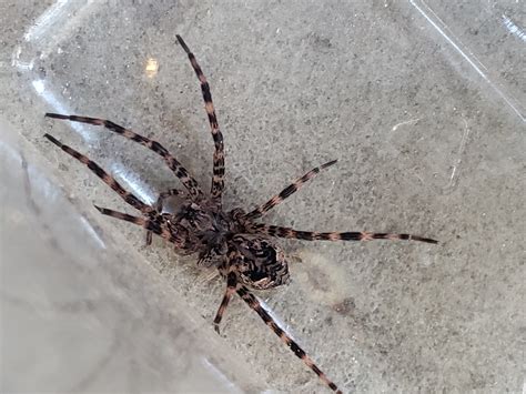 Dolomedes Tenebrosus Dark Fishing Spider In Pittsburgh Pennsylvania