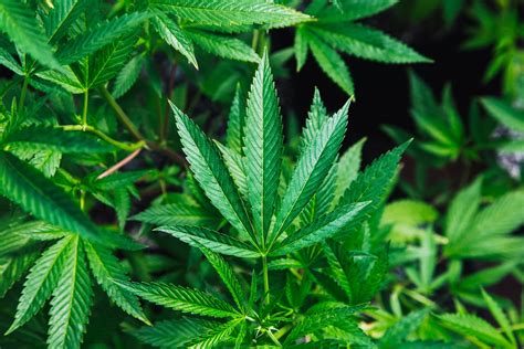 Maybe you would like to learn more about one of these? Benefits of Smoking CBD Hemp Flowers - PMCAOnline