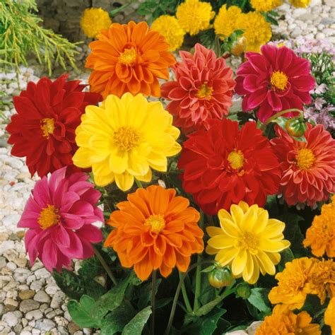 Dahlia Seed Dahlia Variabilis Unwin Bedding Mix Flower Seeds