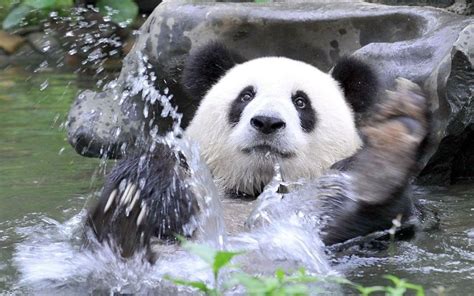 Can Pandas Swim