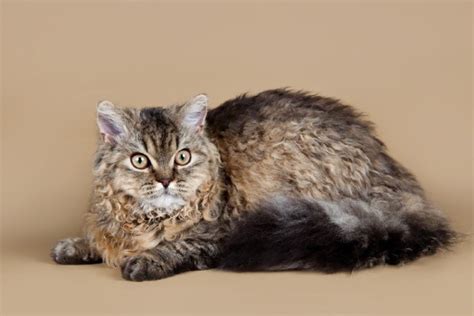 4 Curly Haired Cat Breeds Pictures Facts And History Pet Keen