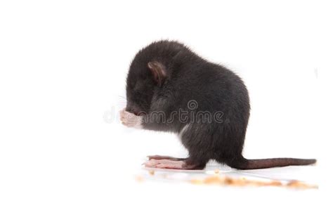 Baby Brown Gray Rat Eating Stock Image Image Of Rats 48871627