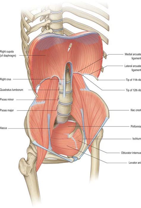 Abdomen And Pelvis Overview And Surface Anatomy Basicmedical Key