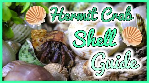 It is the empty shell of a conch that ralph retrieves from the lagoon. Hermit Crab Shell Guide - YouTube