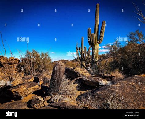 Southwest Scenery Wild West Saguaro Cactus Barrel Cactus And Blue