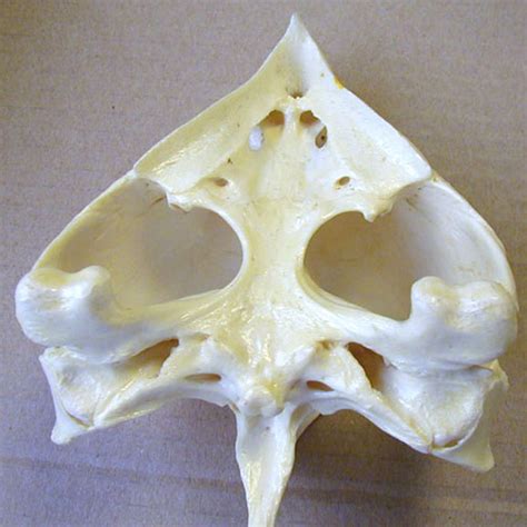 Biology 453 Amniote Skull Photos Part 1