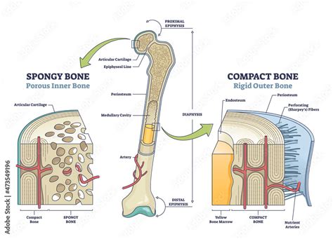Spongy Vs Compact Bone Comparison With Anatomical Structure Outline