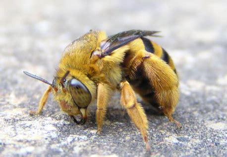 Each bee's nest is independent of the other's nests. Design Context: Mortar and Mining Bees
